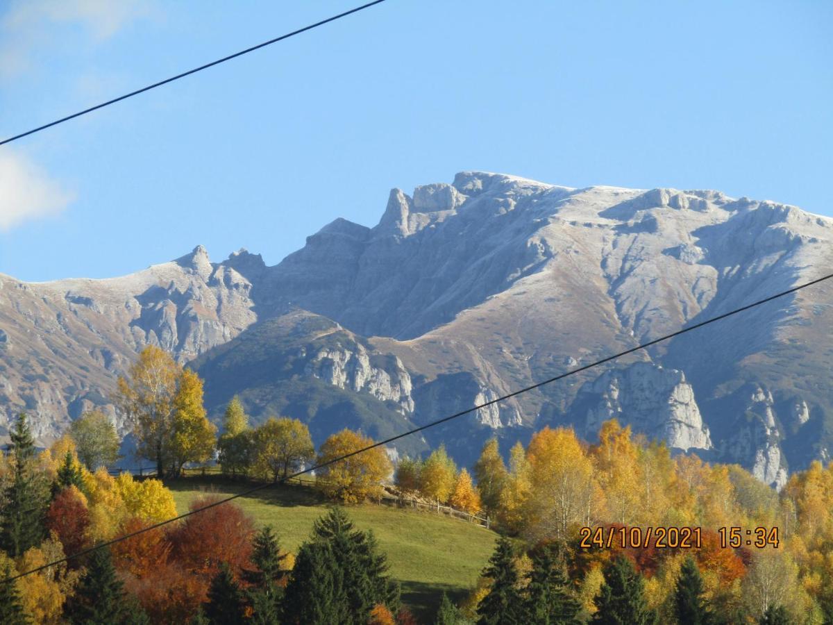 Ograda De La Munte Villa Bran  Exteriör bild
